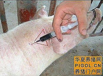 猪打针的部位详细介绍