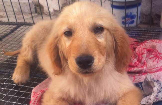 拉布拉多金毛犬个性