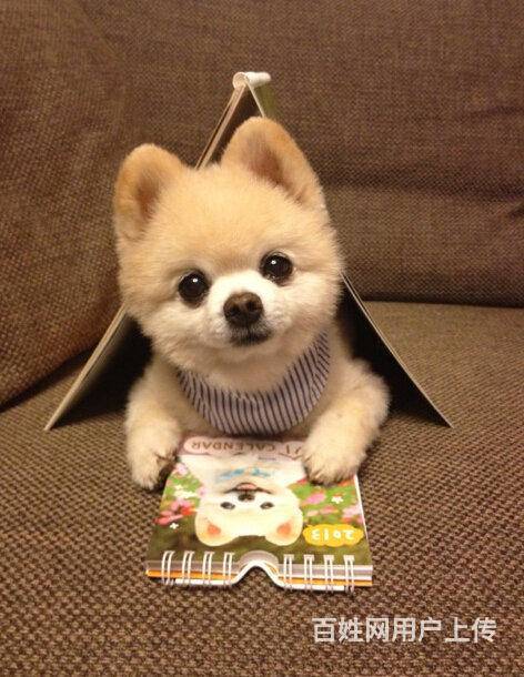 哪里出售球体博美 俊介犬 博美聪明吗