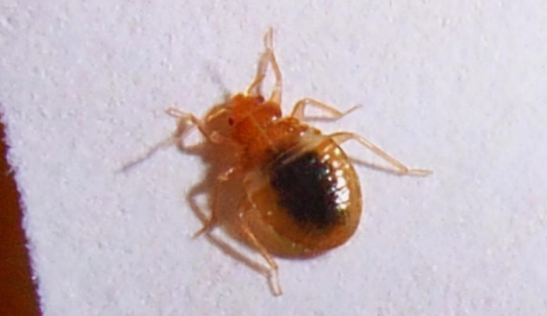 臭虫比蚊子狡猾,要等到人入睡以后才出来咬人,咬人时先将毒素注入人体