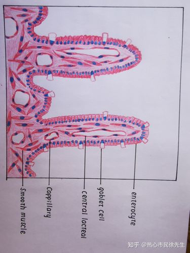 组胚红蓝铅笔手绘图 知识点总结,按需自取