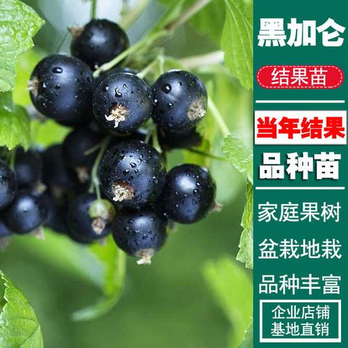 购客黑加仑果树苗紫莓黑加仑苗庭院盆栽种植苗南北方种植当年结果水果