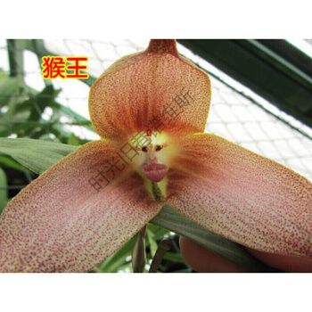 稀有植物猴面兰花 兰花苗 猴面小龙兰 室内盆栽 办公室 植物 猴王 不