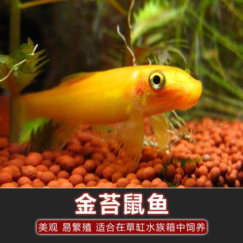 金苔鼠鱼青苔鼠鱼观赏鱼热带鱼除藻鱼工具鱼清洁鱼鼠鱼活体满包邮