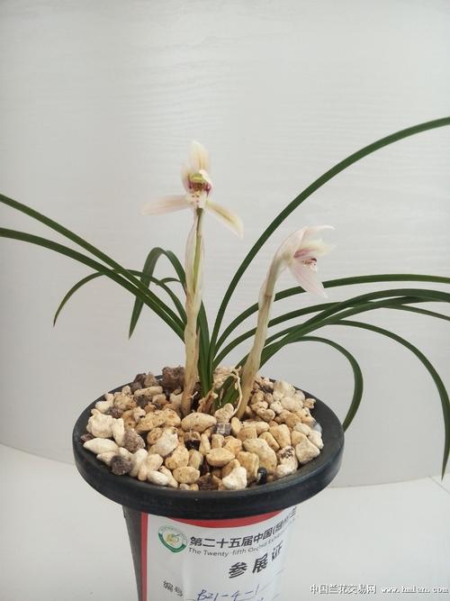 随州蕙兰展-蕙兰篇-中国兰花交易网社区