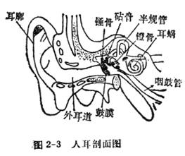 人耳