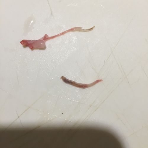 这个是猪肉的虫子吗?