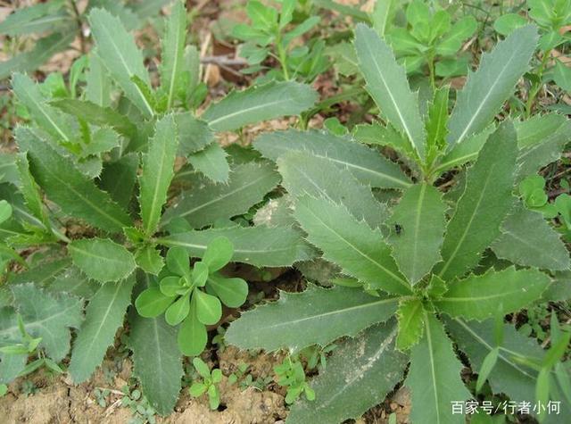 小时候的十种野果野菜,你尝过吗?见过5种以上说明在农村待过