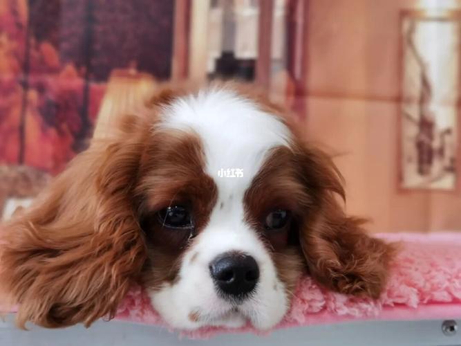 骑士查理王小猎犬_骑士查理王小猎犬_宠物_狗_晒狗