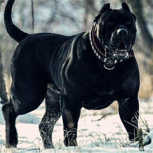 18,美国斗牛犬 19,土佐犬 20.