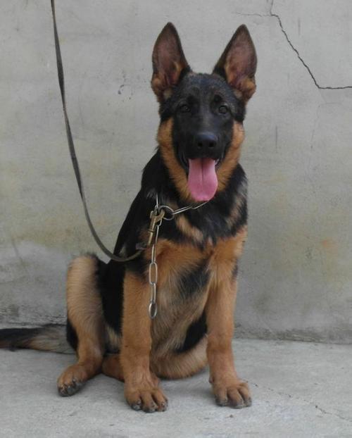 德国牧羊犬 德牧价格 德牧多少钱 德牧图片 德牧犬领养转让
