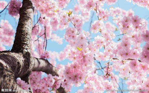 日本樱花图片动漫壁纸2