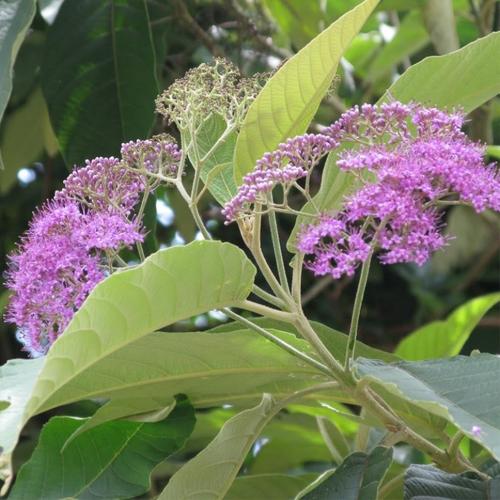 赶风柴鲜品中草药材 节节红 饭汤叶亚寨凡大班鸠米白花茶裸花紫珠