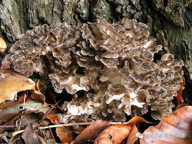 菌管与菌肉同色.孔面白色,新鲜时伤之或干时变暗;管口完整而小.