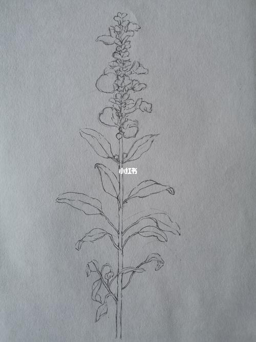 【彩铅】蓝花鼠尾草(简单过程)_彩铅_鼠尾草_手绘_铅笔_素描_花语