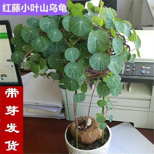 山乌龟金不换多肉招财聚财爬藤四季常青客厅室内室外盆栽盆景好养