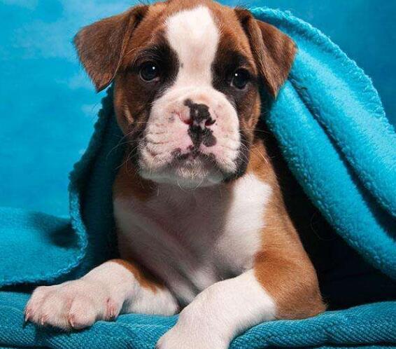 拳师犬幼犬出售!