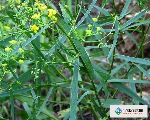 又名狭叶柴胡,红柴胡,为伞形科植物,以根或全草入药.
