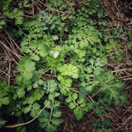 山里有很多宝贝,野生黄连.