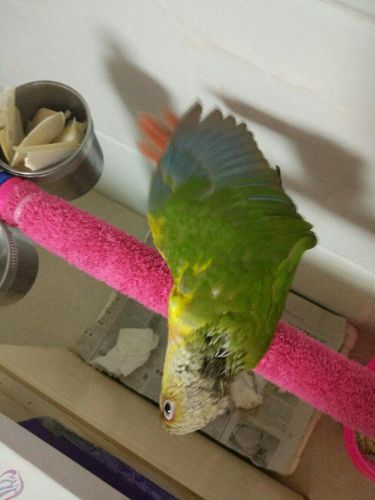 小太阳鹦鹉大便这样正常吗?还有,总是申觉和开一边翅膀.