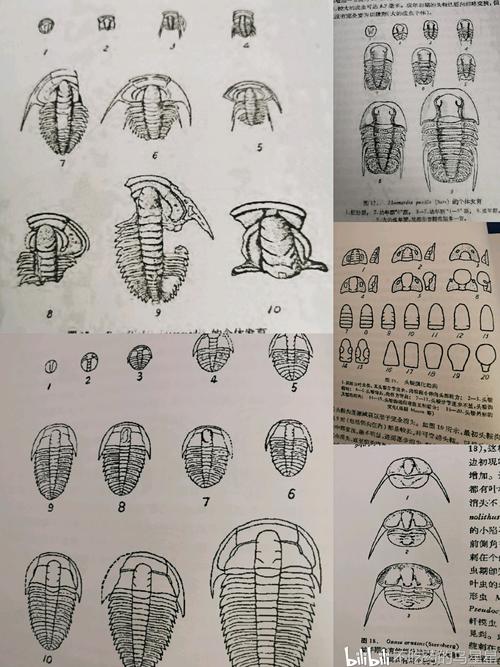 【书籍推荐】《三叶虫》