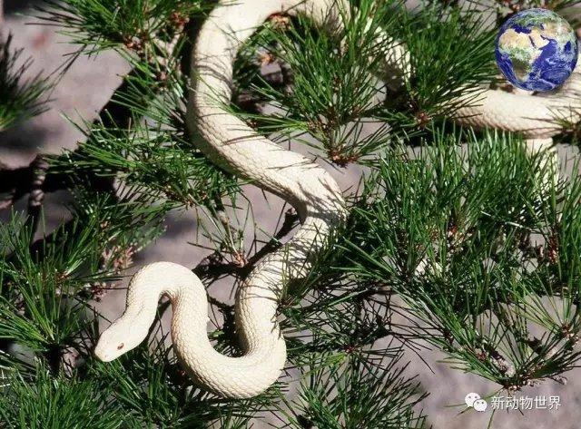 像白娘子一样漂亮的白蛇原来真的存在,可惜不在中国却