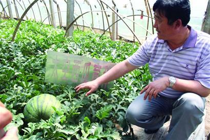 太空西瓜一个重66斤 售价上千元早产男婴仅重一斤八两 成功存活齐鲁