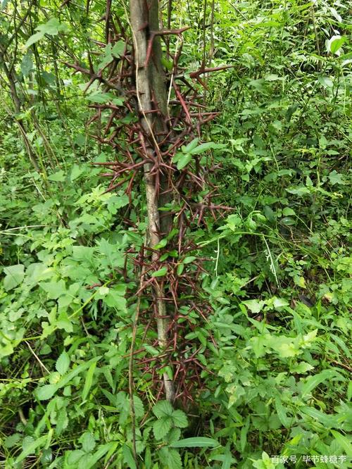 皂角树,产刺又结果,药用又食用,绿化又净化的乡土树种