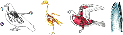 如图鸟体内呼吸系统结构和骨骼肌肉示意图据图填空