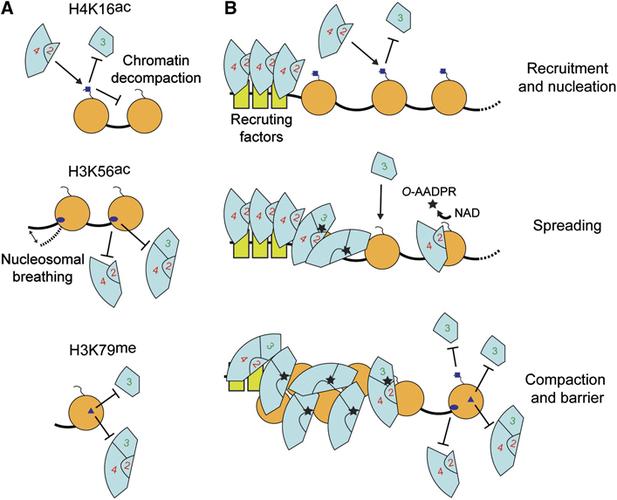 ( b) the sir proteins are recruited onto chromatin by protein–