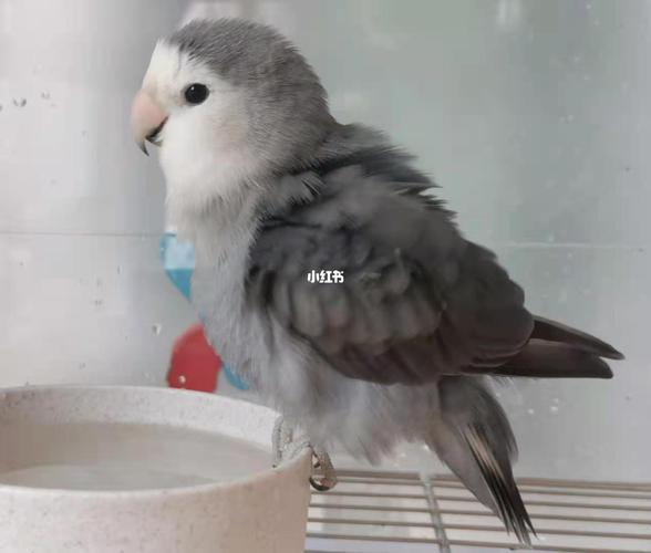 牡丹鹦鹉┃男子汉,大墨银!_鹦鹉_牡丹_莲花_绿茶_宜家