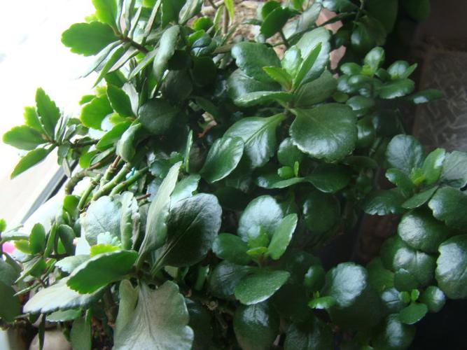 长寿花叶子图片