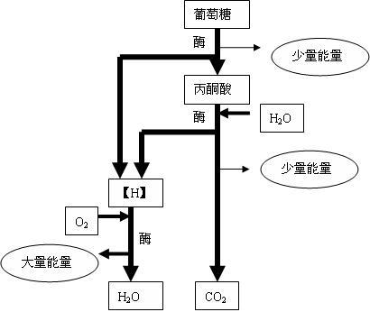 高中生物必修一呼吸作用!求教!