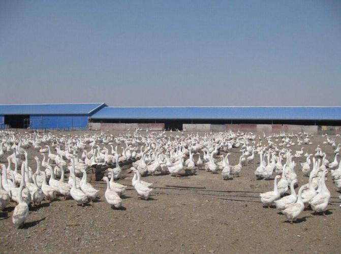 洛阳鹅苗批发之种草养鹅的效益怎么样呢