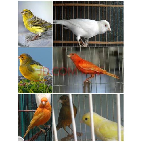 活体玉鸟红桂皮山东黄玉鸟鸣唱鸟白燕辣椒红玉鸟 玫红色