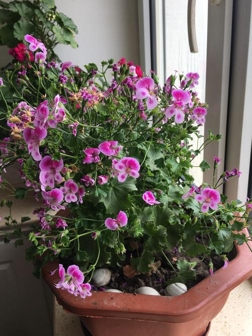 本回答由网友推荐 举报| 答案纠错| 评论 0 0 其他回答  盾叶天竺葵