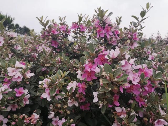 山稔子花开了,满山花海游客来