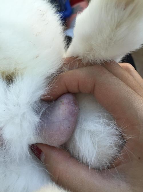 兔子好像拉血尿