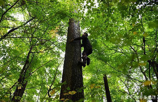 一棵红松树结上万粒松子,为何东北松子还这么贵,看完
