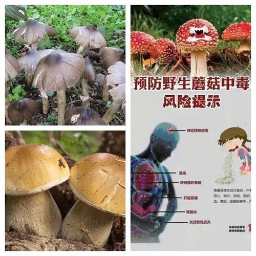 珍爱生命,远离毒蘑菇——水南路小学关于禁食野生蘑菇