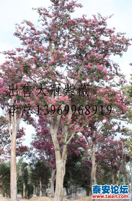 大冠紫薇树,银杏树www.mlsmmjd.com