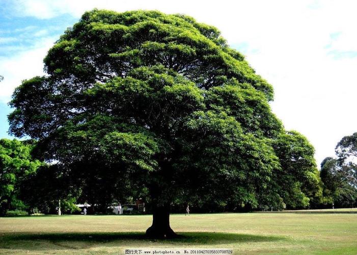       这棵树根深叶茂