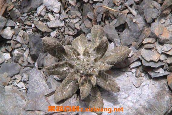 野生岩莲的功效和作用野生岩莲的副作用