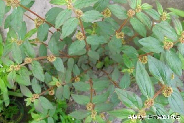 农村不起眼的大飞扬草,利湿止痒大有用处|植物|草药