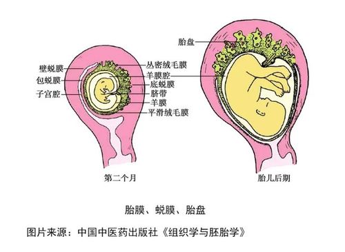胎膜 蜕模 胎盘