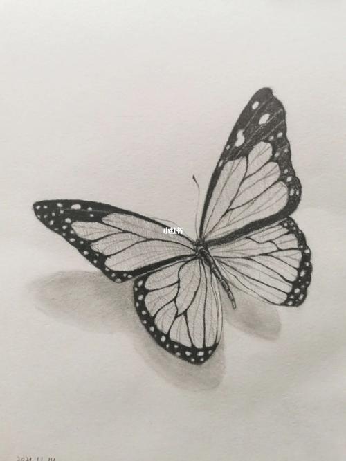 蝴蝶素描画蝴蝶素描画图片大全