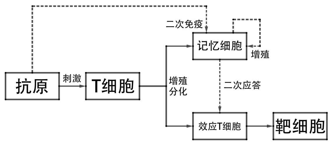 高中生物必修三重要流程示意图