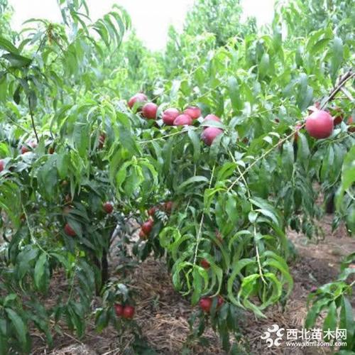 寿比山蟠桃苗报价蟠桃苗大量直销_果树苗_--西北苗木网