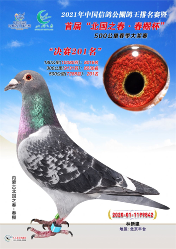 答案揭晓 这两羽都是千公里冠军的鸽眼