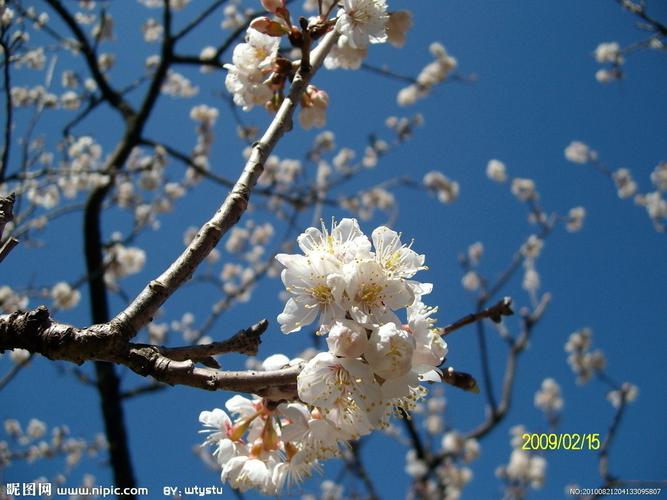 樱桃花